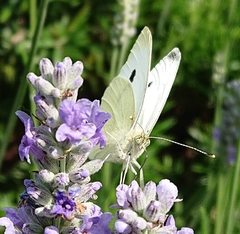 Pieris rapae