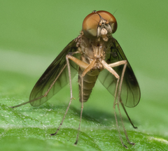 Chrysopilus quadratus