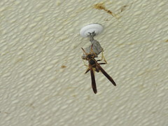 Mischocyttarus navajo