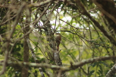 Lepidocolaptes falcinellus
