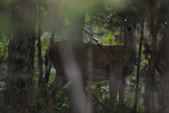 Odocoileus virginianus texanus