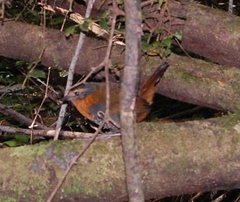 Scelorchilus rubecula mochae