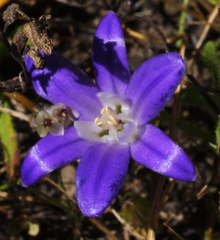 Brodiaea terrestris terrestris