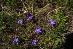 Brodiaea terrestris terrestris