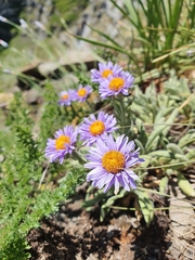 Aster alpinus