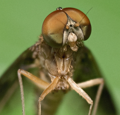 Chrysopilus quadratus