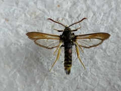 Paranthrene diaphana