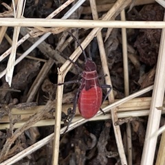 Leptocoris mitellatus