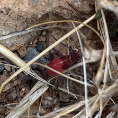 Leptocoris mitellatus