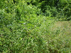 Prunus spinosa dasyphylla