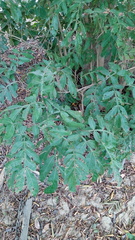 Magnoliopsida