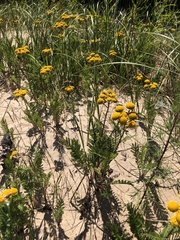 Tanacetum bipinnatum