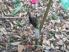 Arisaema thunbergii urashima