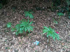 Arisaema thunbergii urashima