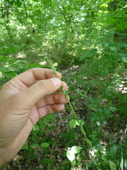 Arabis planisiliqua