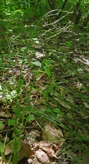 Arabis planisiliqua