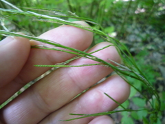 Arabis planisiliqua