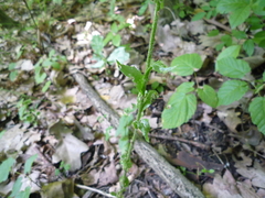 Arabis planisiliqua