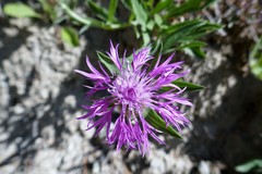 Centaurea uniflora