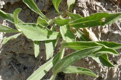 Centaurea uniflora