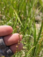 Triglochin palustris
