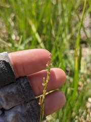 Triglochin palustris