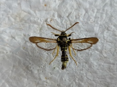 Paranthrene diaphana