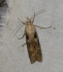 Occidentalia comptulatalis