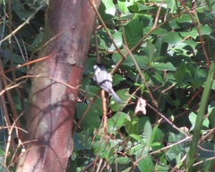 Poecile atricapillus