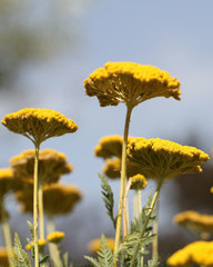Achillea millefolium