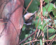 Poecile atricapillus