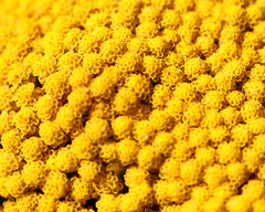 Achillea millefolium