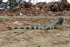 Iguana iguana