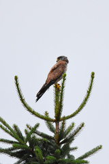 Falco tinnunculus