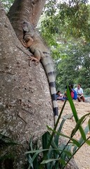 Iguana iguana