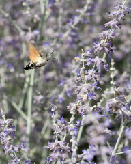 Macroglossum stellatarum