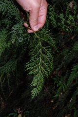 Hymenophyllum fuciforme