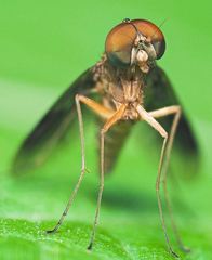 Chrysopilus quadratus