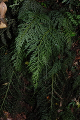 Hymenophyllum fuciforme