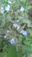 Anchusa arvensis