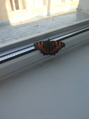 Aglais urticae