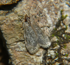 Scoparia penumbralis