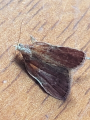 Galasa nigrinodis