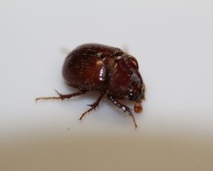 Odonteus