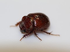 Odonteus