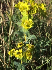 Euphorbia glareosa