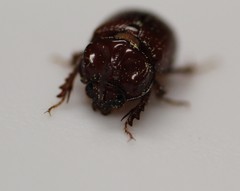 Odonteus