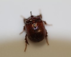 Odonteus