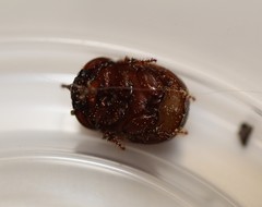 Odonteus