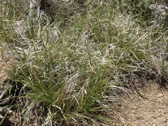 Carex rossii